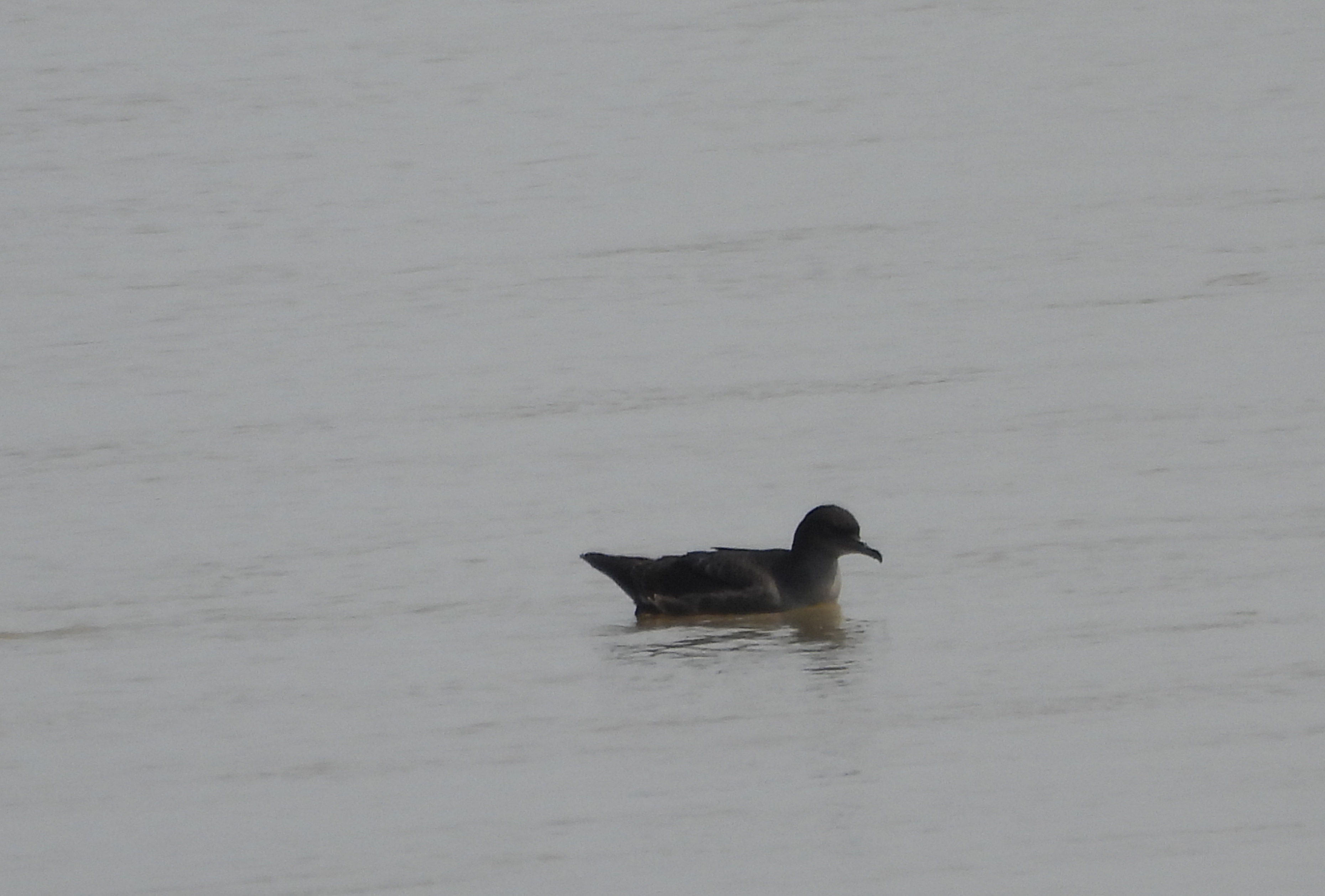 Short-tailed Shearwater becomes Nepal’s 1st recorded seabird