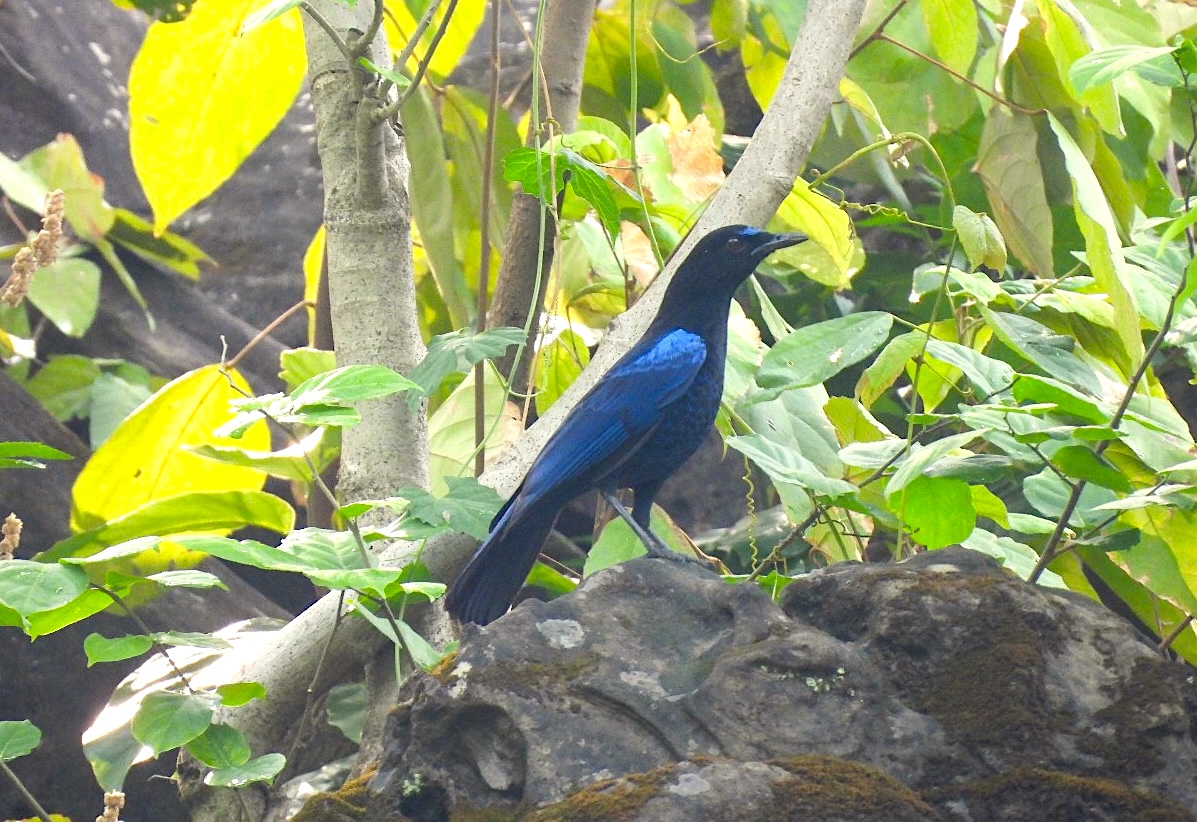 Malabar Whistling-thrush spotted in Nepal for the first time