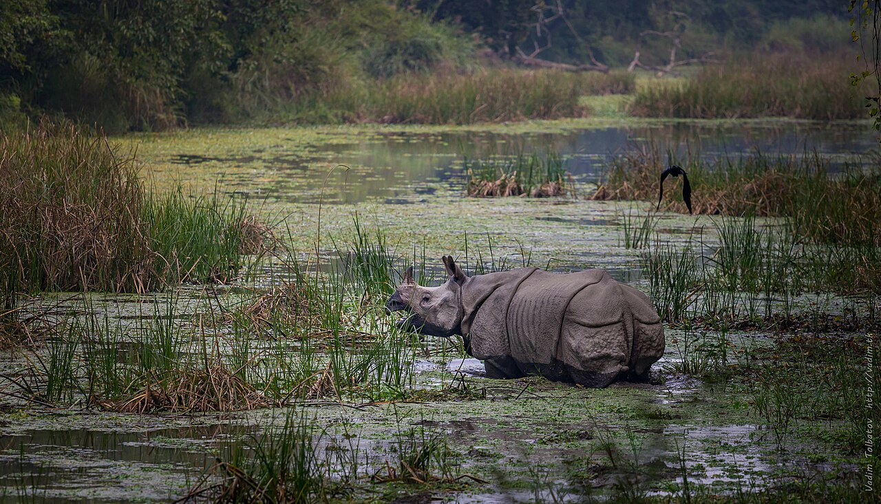 Post about environment and mental health for Rhinoceros, tiger found dead in Chitwan National Park