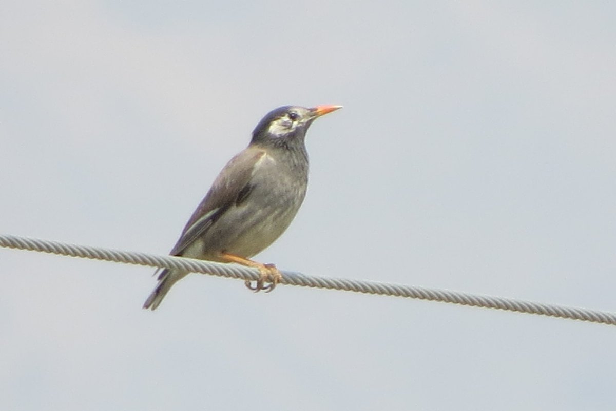 New bird species discovered in Upper Mustang, Nepal