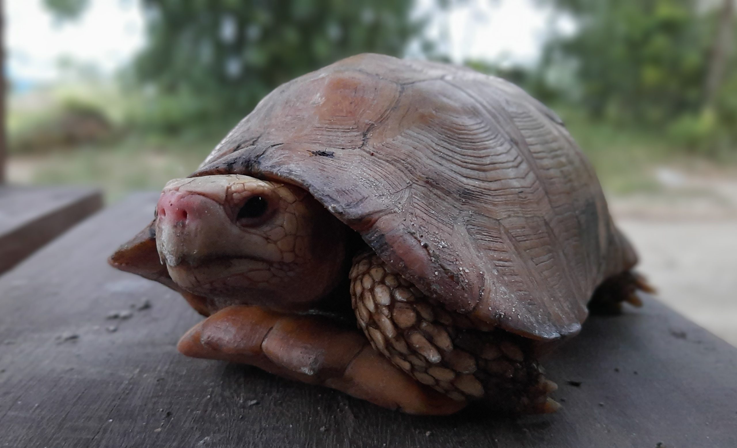 Community participation to protect the rare elongated tortoise